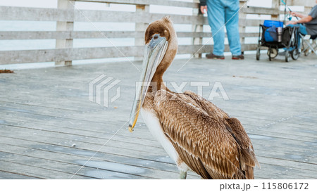 Close-up shot of a brown pelican standing on a weathered wooden dock 115806172
