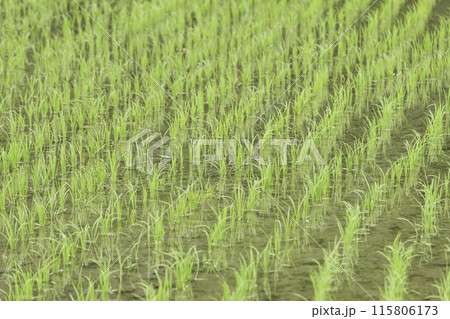 水が張られた緑の田んぼ、夏 115806173