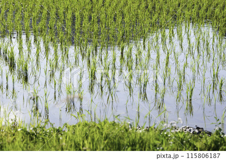水が張られた緑の田んぼ、夏 115806187