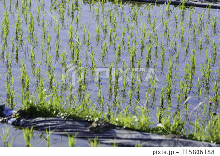 水が張られた緑の田んぼ、夏 115806188