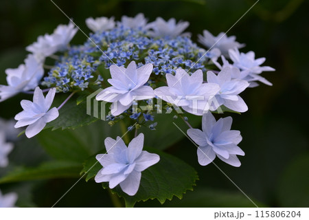 あじさい あじさい 115806204