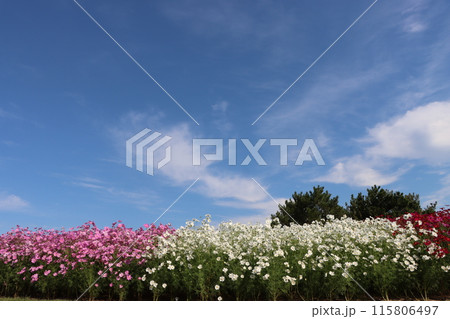 カラフルな色彩が映えるコスモス畑ー九 115806497