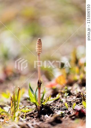 つくしは春の植物です つくしは春の植物です 115806550