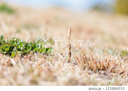 つくしは春の植物です 115806553
