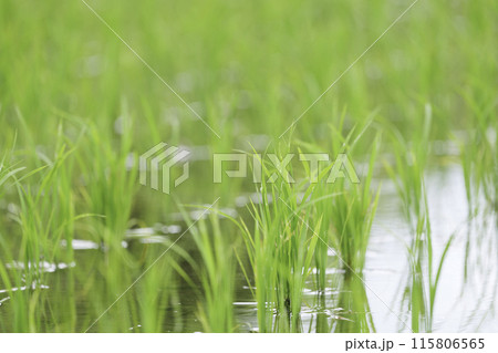 青々とした水田の稲 115806565