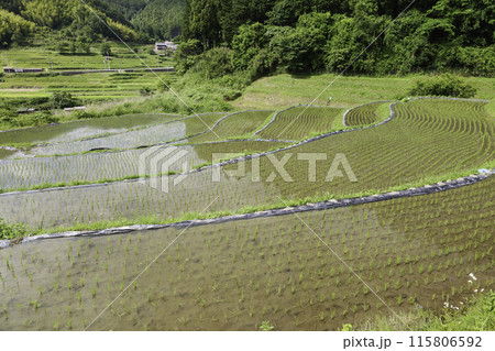 棚田の農業風景。アジアの農村と水田。 115806592