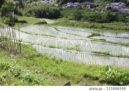 棚田の農業風景。アジアの農村と水田。 棚田の農業風景。アジアの農村と水田。 115806599