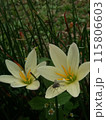 white lily flowers blooming in the garden 115806603