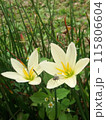 white lotus flower in the pond 115806604