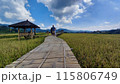 tourists walk on wooden pier 115806749