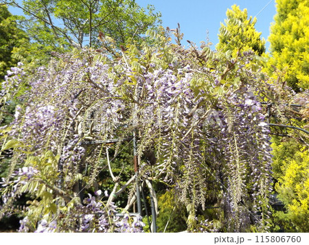 稲毛海浜公園花の美術館バラアーチの藤の花 稲毛海浜公園花の美術館バラアーチの藤の花 115806760