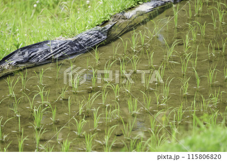 水が張られた緑の田んぼ、夏 水が張られた緑の田んぼ、夏 115806820