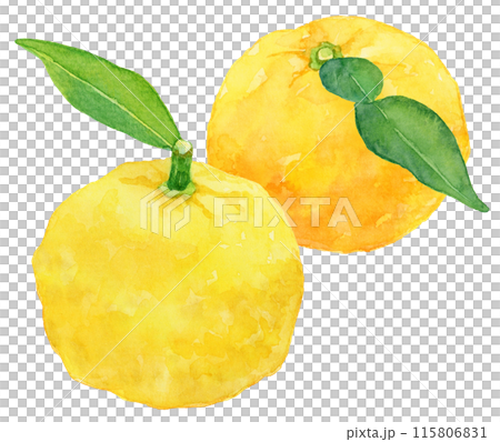 葉がついた2個の柚子の実　水彩イラスト 115806831