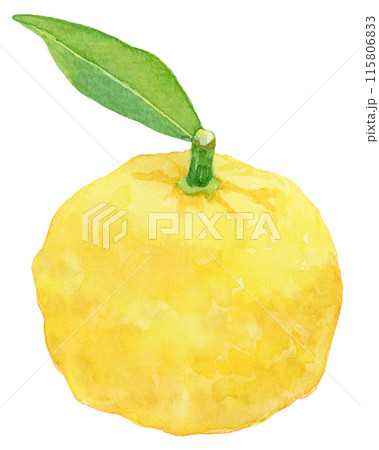 葉つき柚子の水彩イラスト 葉つき柚子の水彩イラスト 115806833