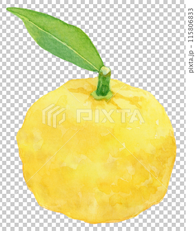 葉つき柚子の水彩イラスト 葉つき柚子の水彩イラスト 115806833