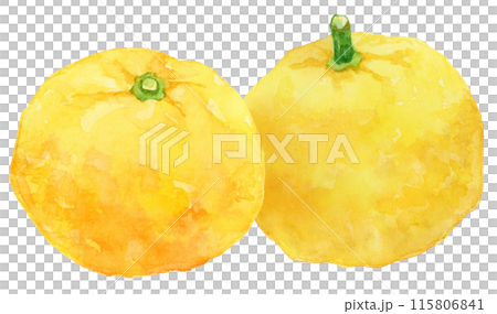 水平排列的柚子水彩插圖 115806841