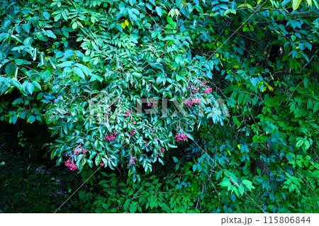 ゴンズイの果実　【相模原市津久井　10月】 115806844