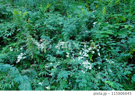 土手の草むらに咲く野菊　【相模原市津久井　10月】 115806845
