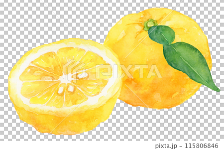 葉がついた柚子の水彩イラスト　カットした実あり 115806846