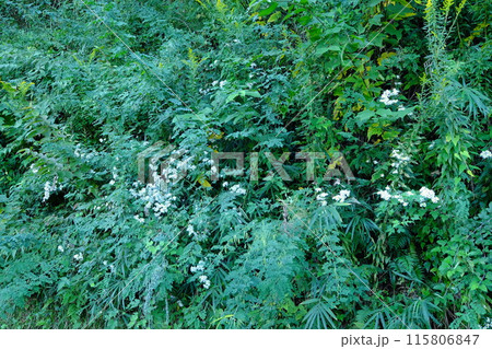 土手の草むらに咲く野菊　【相模原市津久井　10月】 115806847