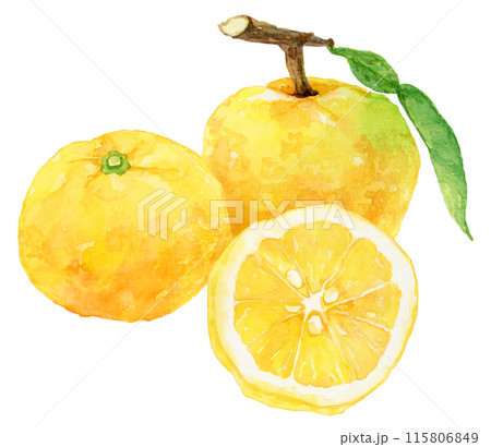 3つの柚子の水彩イラスト　輪切りの実 115806849