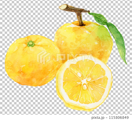 3つの柚子の水彩イラスト　輪切りの実 115806849