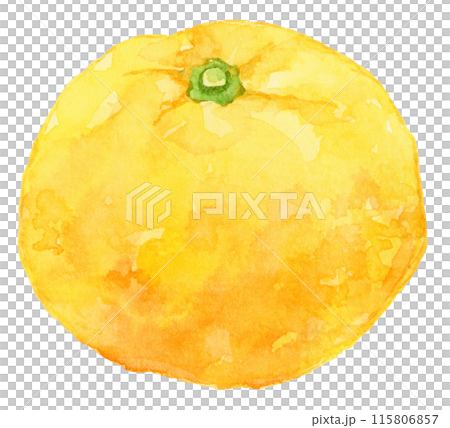 水彩で描いた大きな柚子の実のイラスト 115806857