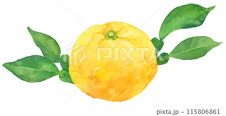 柚子の実と葉の水彩イラスト 115806861