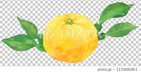 柚子の実と葉の水彩イラスト 115806861