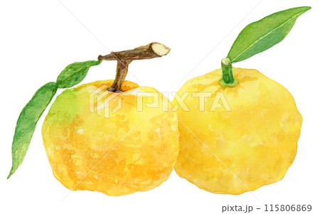 2個の葉つき柚子 水彩イラスト 2個の葉つき柚子 水彩イラスト 115806869