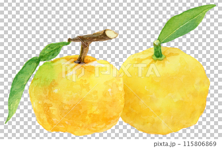 2個の葉つき柚子 水彩イラスト 2個の葉つき柚子 水彩イラスト 115806869