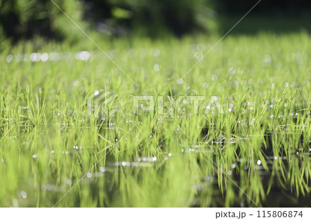緑の田んぼのクローズアップ、日光 緑の田んぼのクローズアップ、日光 115806874