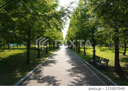 Walkway in the park. Summer landscape with green trees and sunlight 115807040