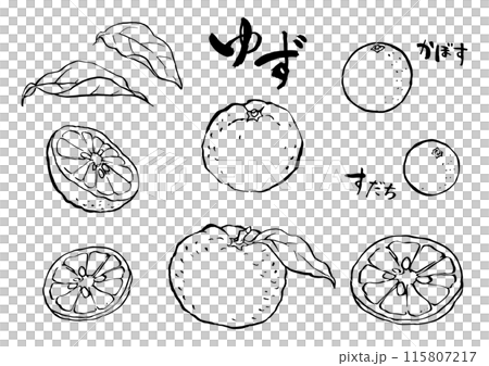 Ink drawing of yuzu, kabosu and sudachi 115807217