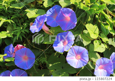 満開の朝顔（アサガオ） 115807224