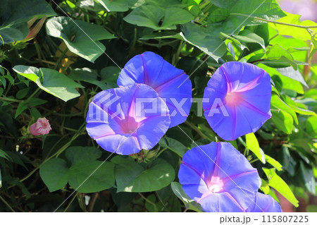 満開の朝顔(アサガオ) 満開の朝顔(アサガオ) 115807225