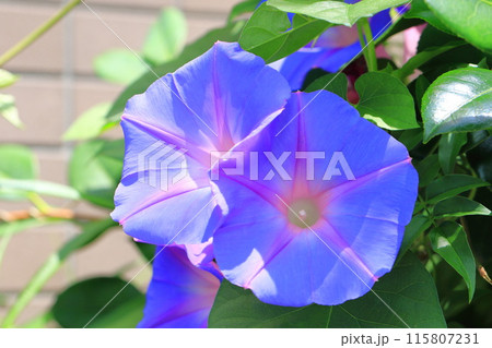 満開の朝顔(アサガオ) 満開の朝顔(アサガオ) 115807231