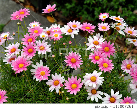 ピンク色のマーガレットの花が咲いています ピンク色のマーガレットの花が咲いています 115807261