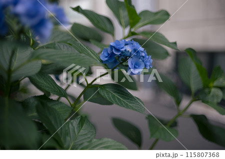6月の花　紫陽花 115807368