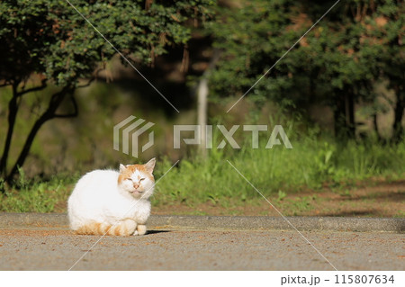 ワイルド猫 115807634