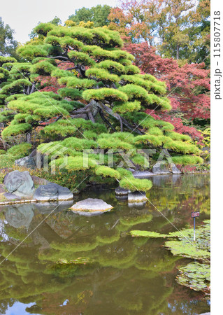 皇居東御苑　二の丸庭園　二の丸池（東京都千代田区） 115807718