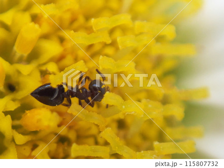 アリ アリ 115807732