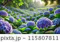 アジサイ畑 115807811