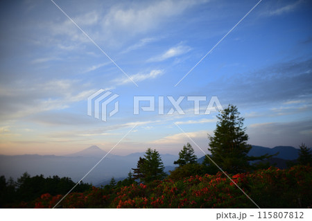 甘利山に咲くレンゲツツジ　＜甘利山＞ 115807812