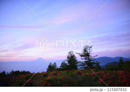 甘利山に咲くレンゲツツジ　＜甘利山＞ 115807832