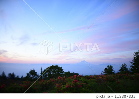 甘利山に咲くレンゲツツジ　＜甘利山＞ 115807833