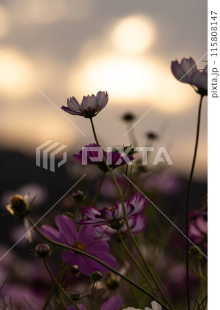 夕日に照らされるコスモス 夕日に照らされるコスモス 115808147