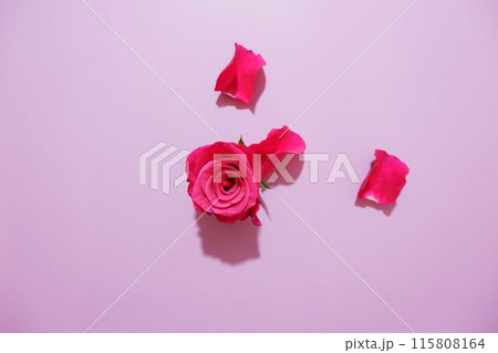 ピンク背景に赤い花びらとバラの花 115808164