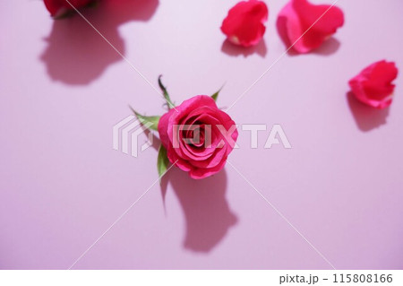 ピンク背景に赤い花びらとバラの花 ピンク背景に赤い花びらとバラの花 115808166