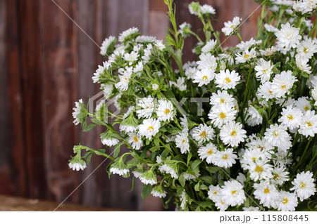 Marguerite white flower, Marguerite Daisy Marguerite white flower, Marguerite Daisy 115808445